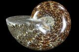 Polished, Agatized Ammonite (Cleoniceras) - Madagascar #88088-1